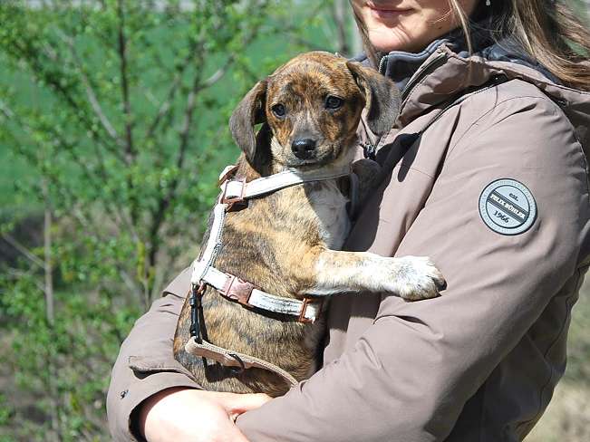 pfotenretterungarn Piri (13)