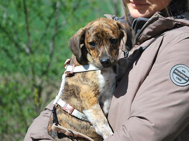 pfotenretterungarn Piri (14)