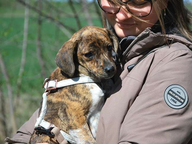 pfotenretterungarn Piri (15)