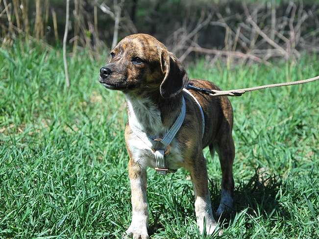 pfotenretterungarn Piri (16)