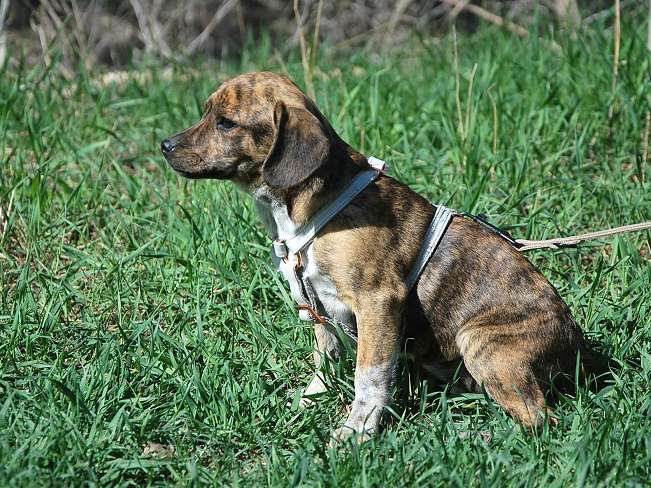 pfotenretterungarn Piri (17)