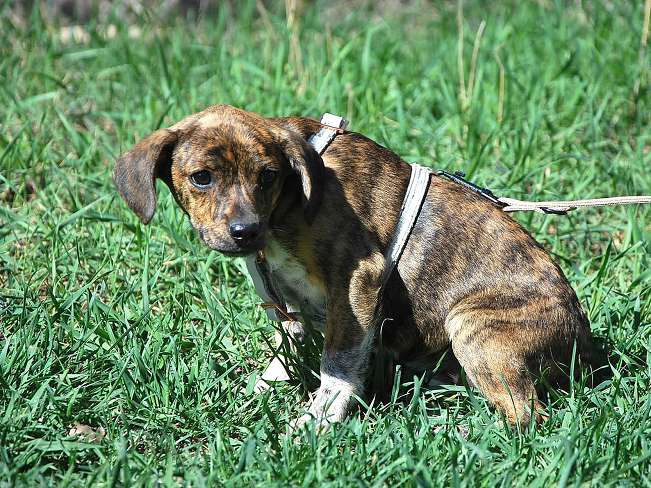 pfotenretterungarn Piri (18)