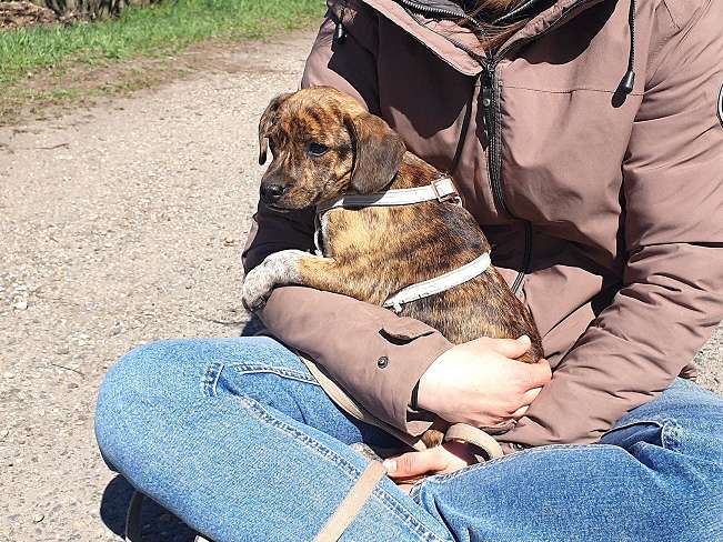 pfotenretterungarn Piri (19)