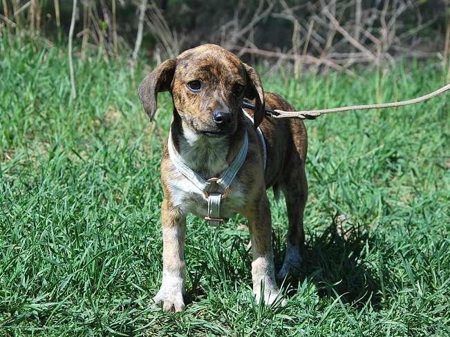 pfotenretterungarn Piri (2)