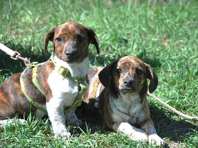 pfotenretterungarn Piri (20)