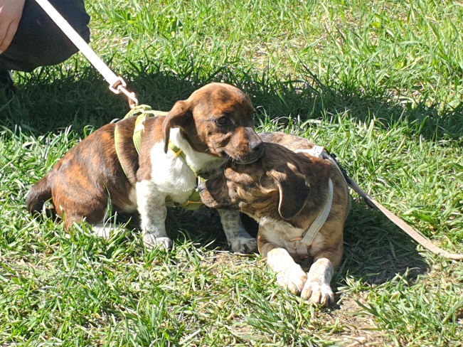 pfotenretterungarn Piri (22)