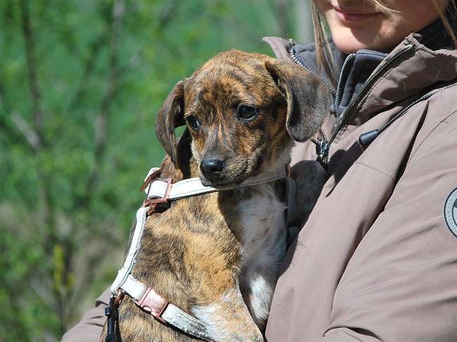 pfotenretterungarn Piri (23)