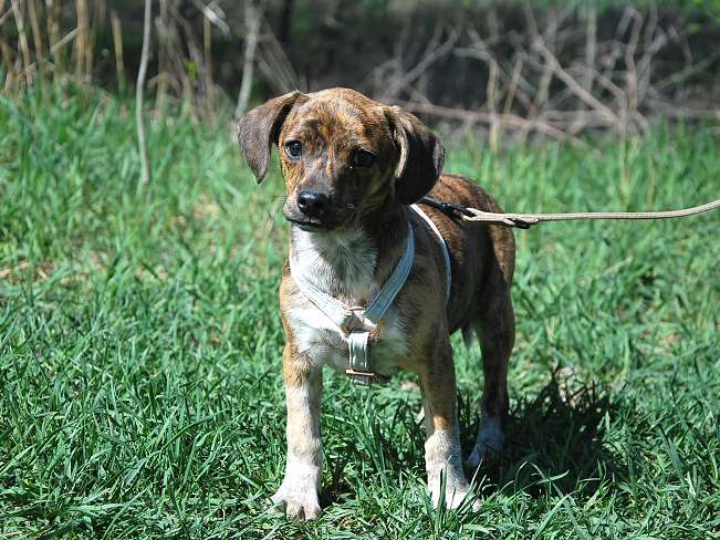 pfotenretterungarn Piri (3)