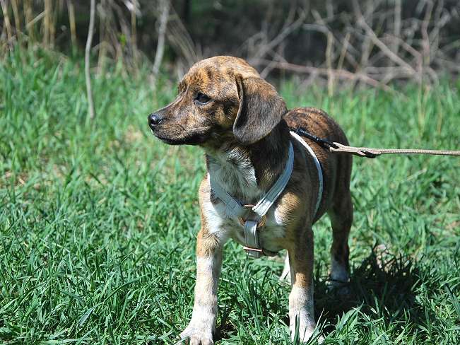 pfotenretterungarn Piri (4)