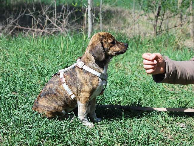 pfotenretterungarn Piri (5)