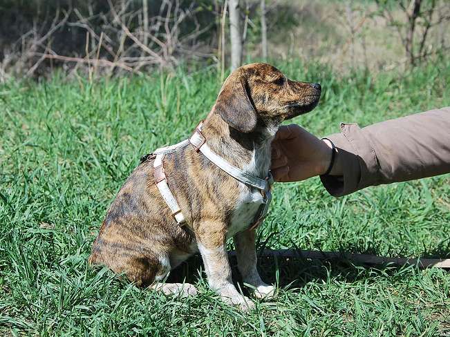 pfotenretterungarn Piri (6)