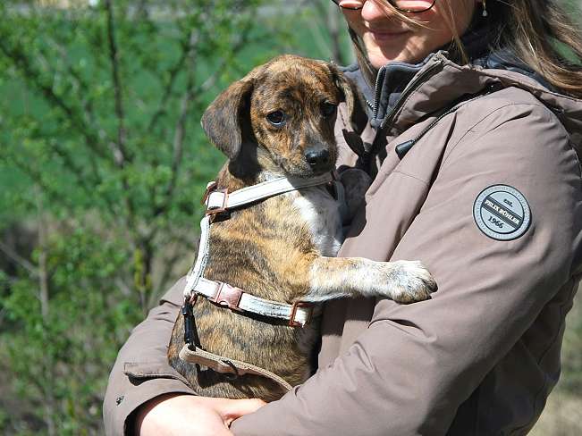 pfotenretterungarn Piri (7)