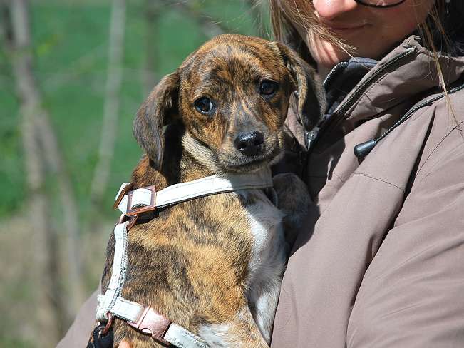 pfotenretterungarn Piri (8)