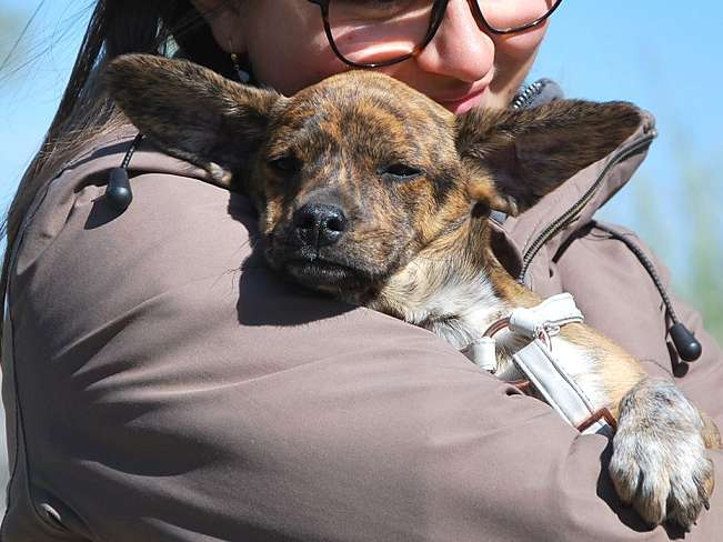 pfotenretterungarn Piri (9)