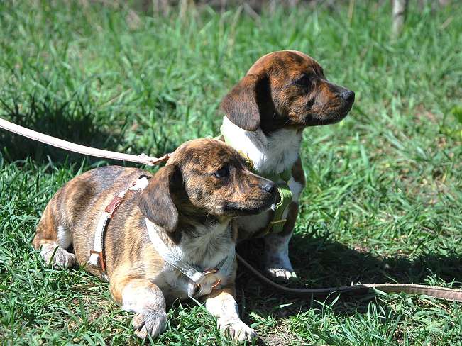 pfotenretterungarn Pola (10)