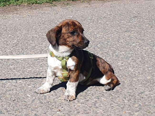 pfotenretterungarn Pola (11)