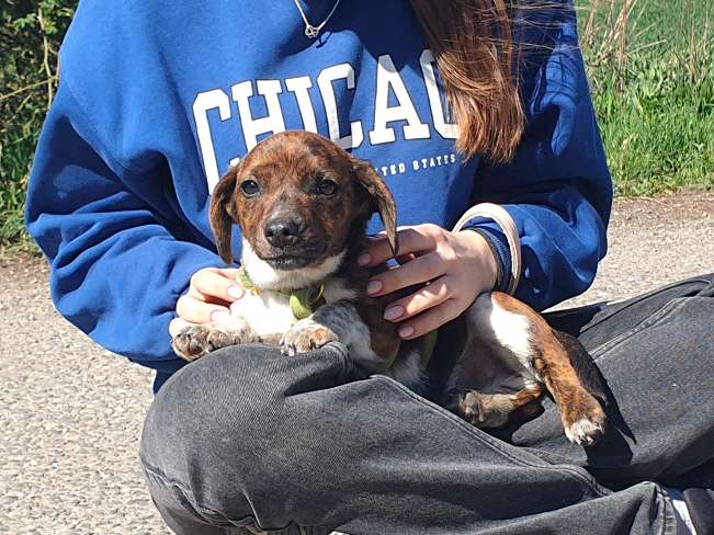 pfotenretterungarn Pola (12)