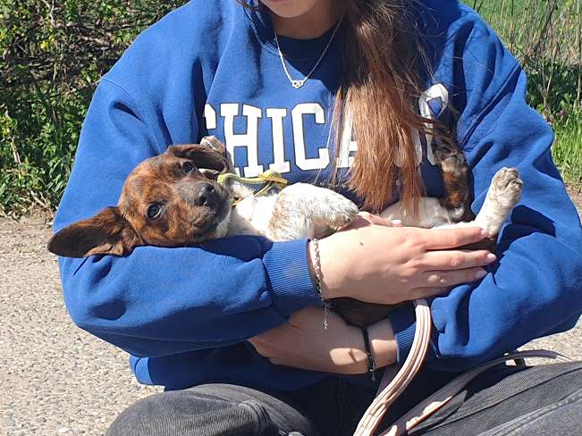 pfotenretterungarn Pola (13)