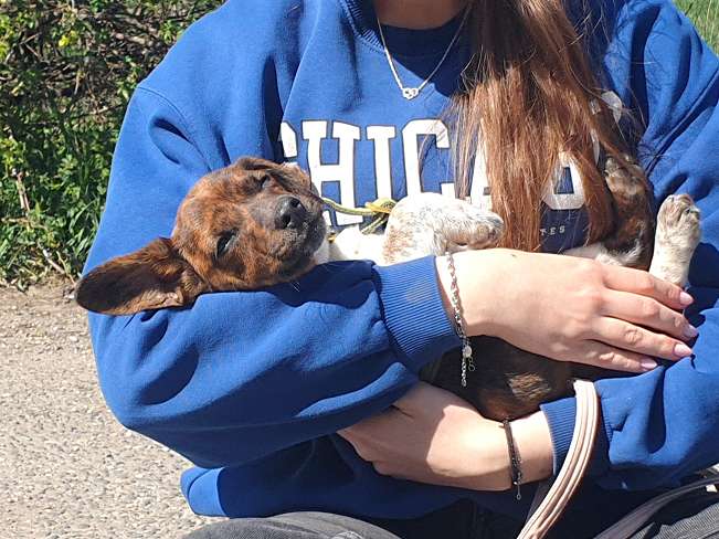 pfotenretterungarn Pola (14)