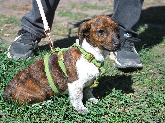 pfotenretterungarn Pola (15)