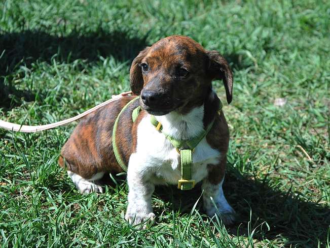 pfotenretterungarn Pola (16)