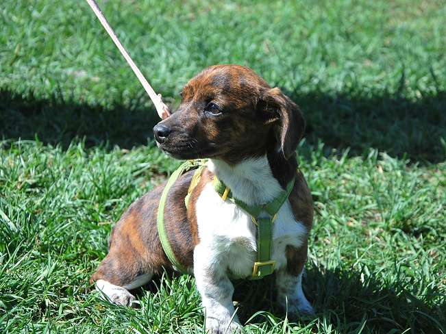 pfotenretterungarn Pola (17)