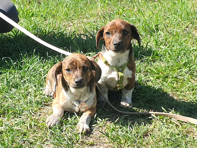 pfotenretterungarn Pola (18)