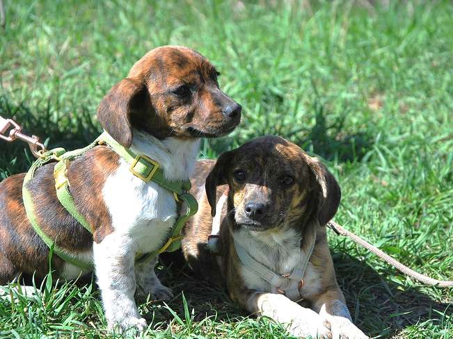 pfotenretterungarn Pola (19)