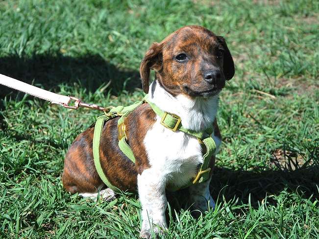 pfotenretterungarn Pola (2)