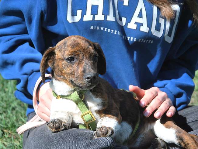 pfotenretterungarn Pola (4)