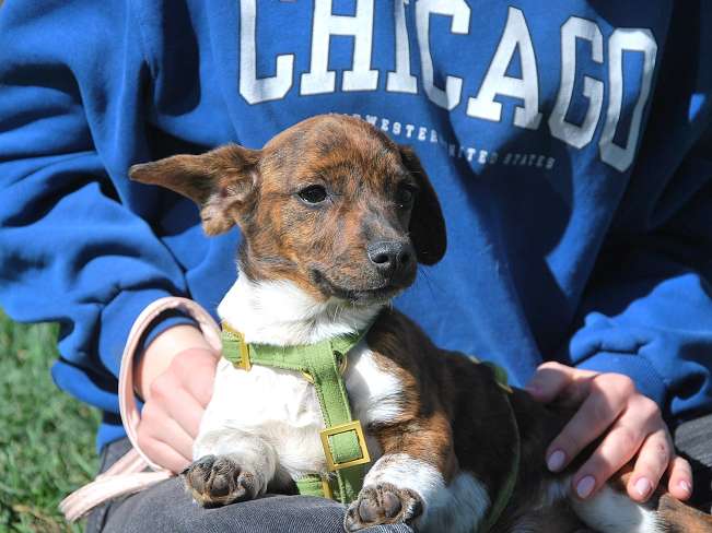 pfotenretterungarn Pola (5)