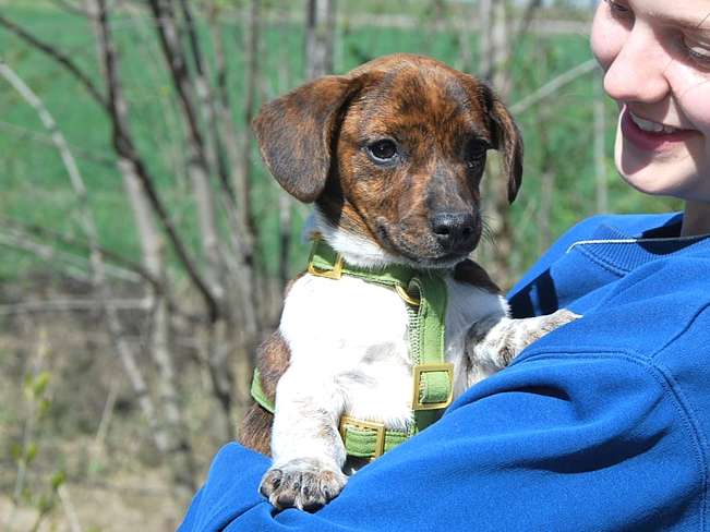 pfotenretterungarn Pola (6)