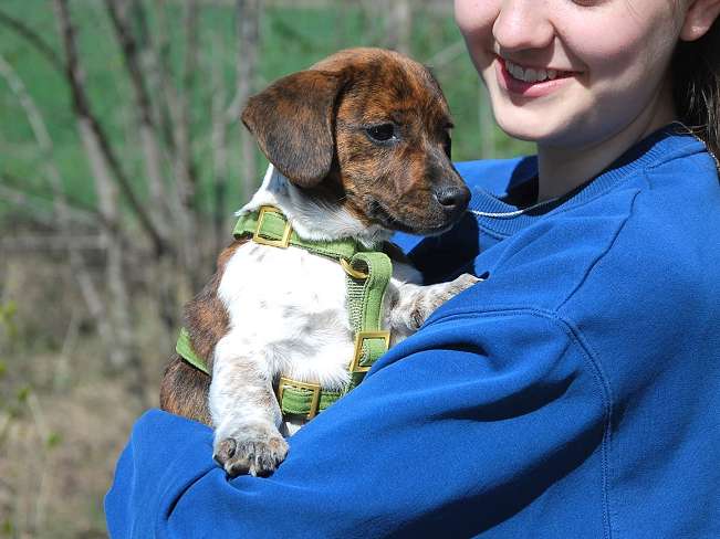 pfotenretterungarn Pola (7)