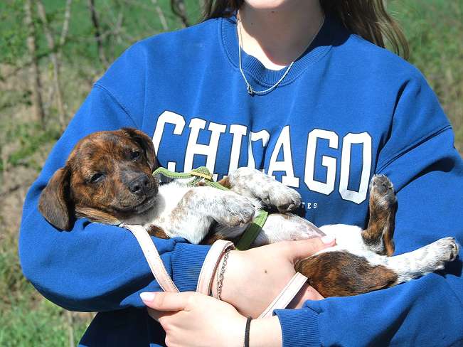 pfotenretterungarn Pola (8)