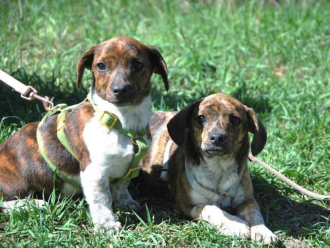 pfotenretterungarn Pola (9)