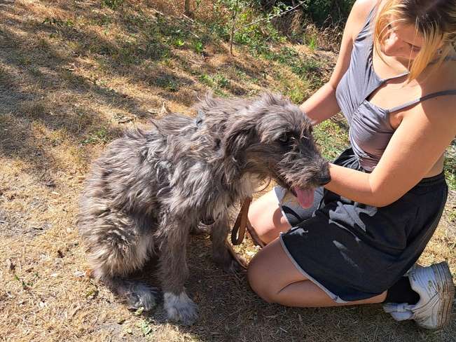 pfotenretterungarn Sweet Maya (10)