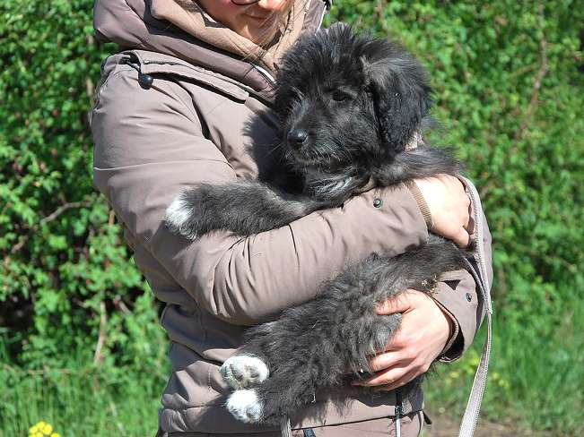 pfotenretterungarn Sweet Maya (10)