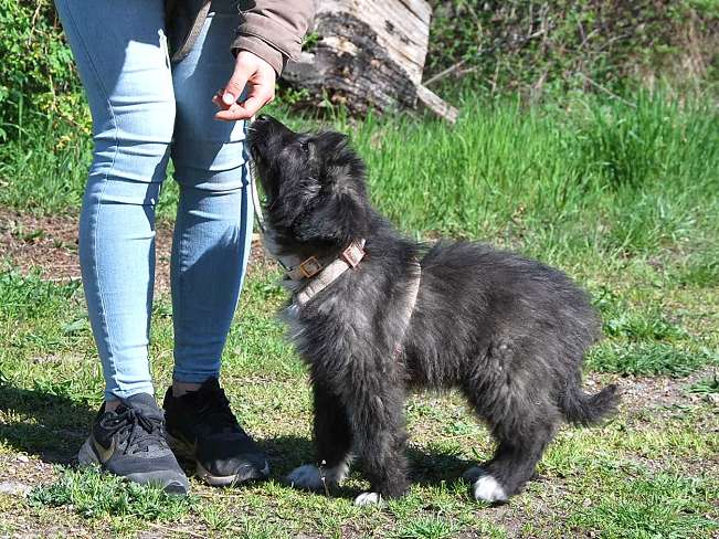 pfotenretterungarn Sweet Maya (11)