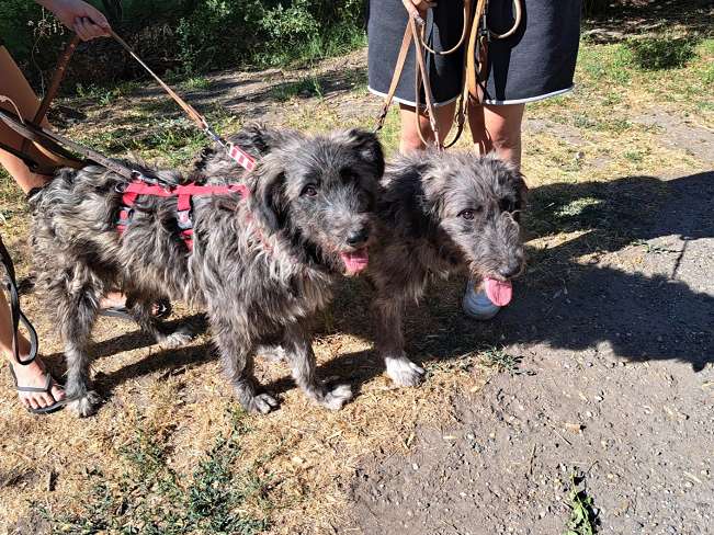 pfotenretterungarn Sweet Maya (12)