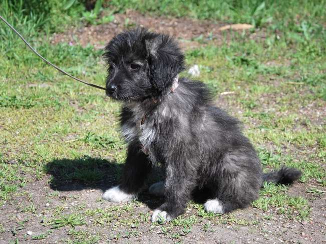 pfotenretterungarn Sweet Maya (12)