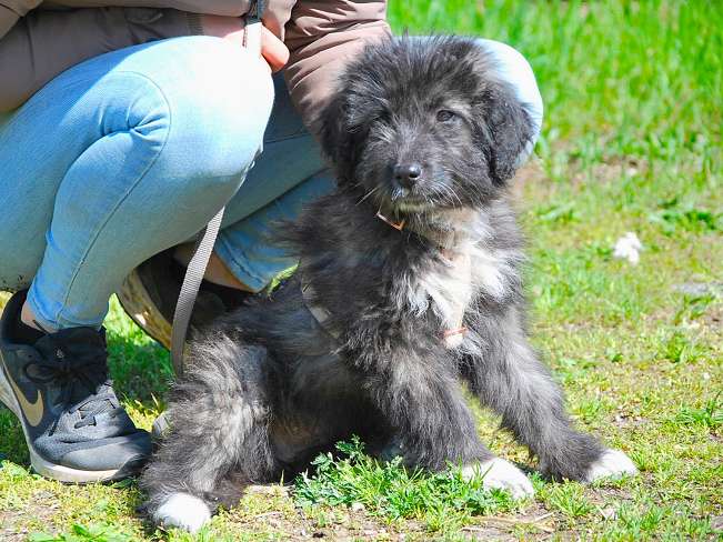 pfotenretterungarn Sweet Maya (13)