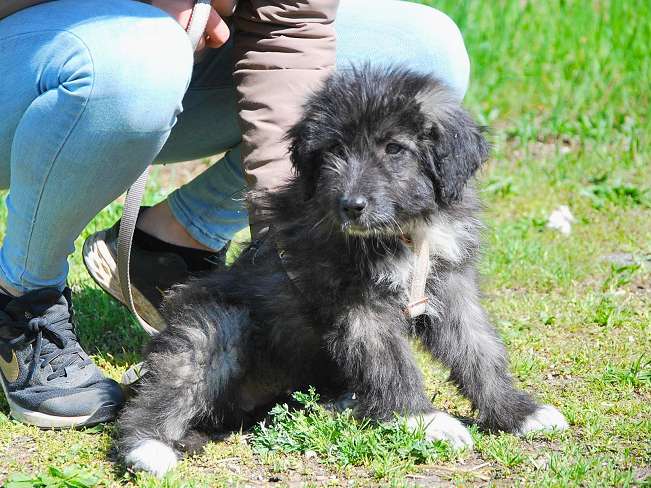 pfotenretterungarn Sweet Maya (14)