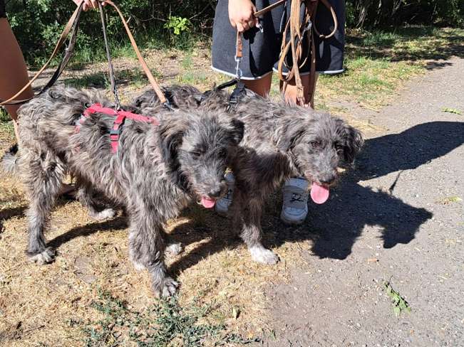 pfotenretterungarn Sweet Maya (15)