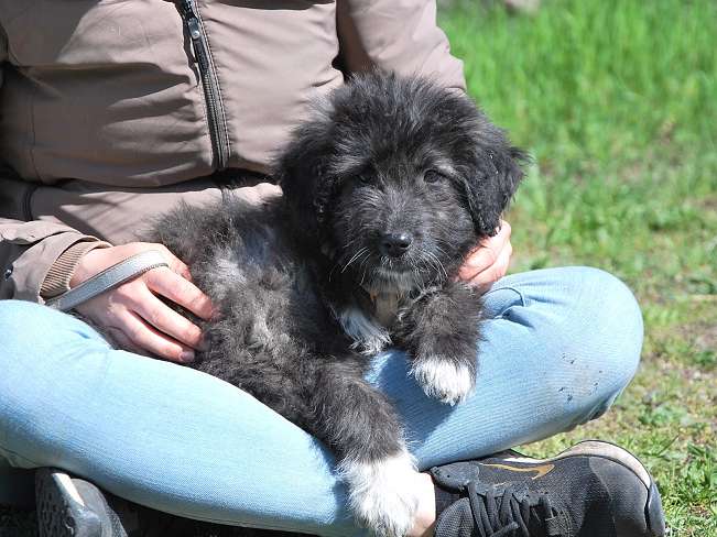 pfotenretterungarn Sweet Maya (16)