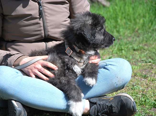 pfotenretterungarn Sweet Maya (17)