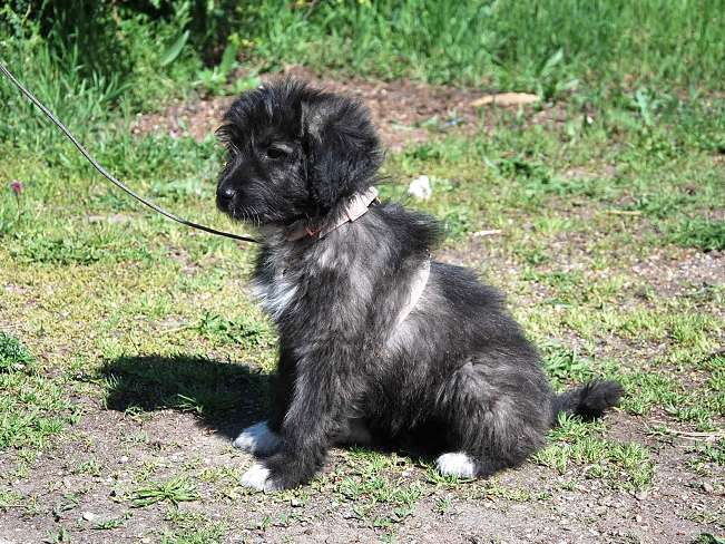 pfotenretterungarn Sweet Maya (18)