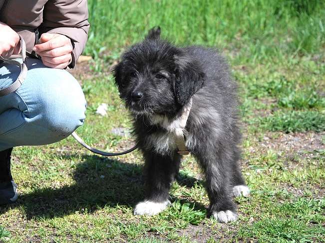 pfotenretterungarn Sweet Maya (19)