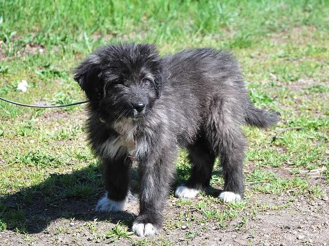 pfotenretterungarn Sweet Maya (2)