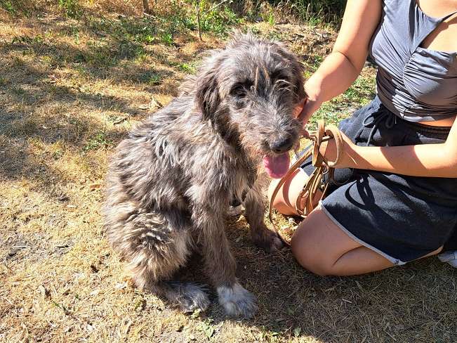 pfotenretterungarn Sweet Maya (3)