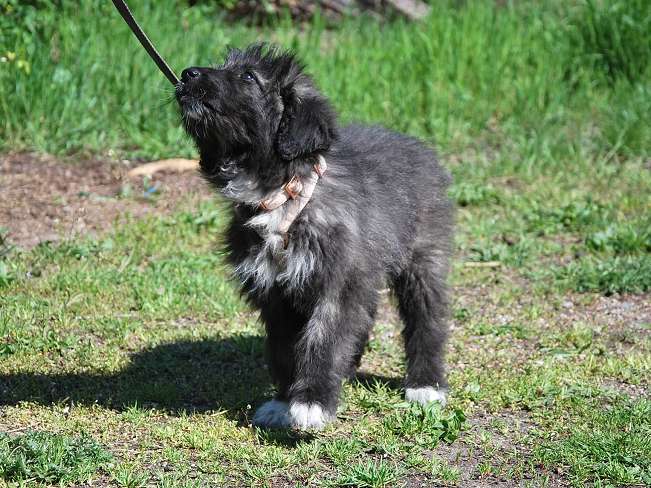 pfotenretterungarn Sweet Maya (3)